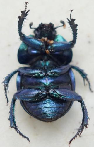 Réf. 207 433 : Trypocopris vernalis